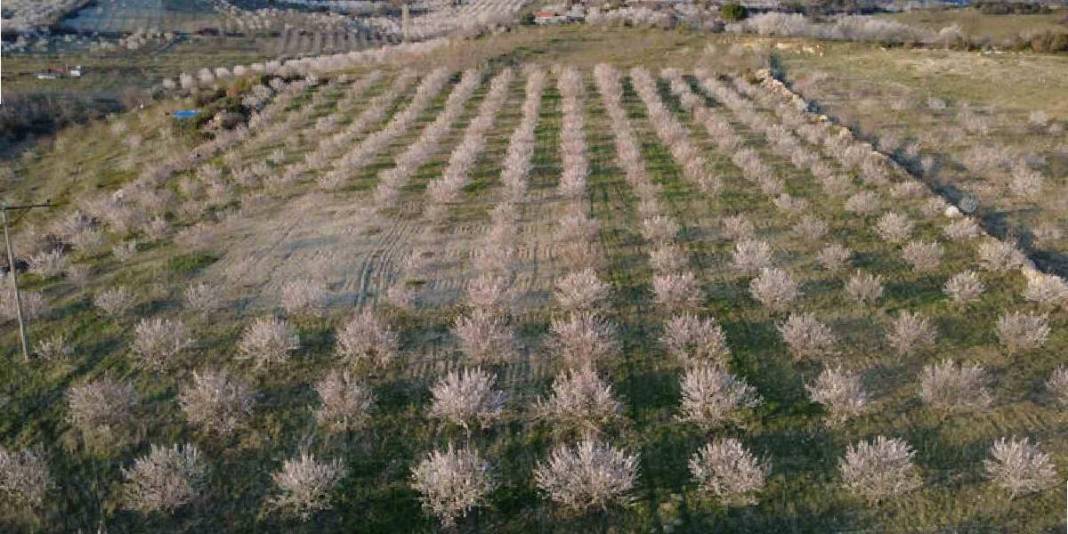 Yıllık üretim 400 tonu buluyor: 4 bin yıldır devam eden hasat 5